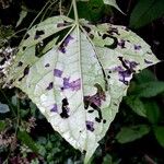 Mikania vitifolia Feuille