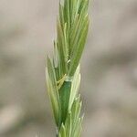 Elymus repens Flower