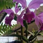 Cattleya jenmanii Flower