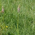 Gymnadenia conopsea Habit