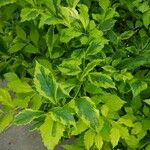 Duranta erecta List