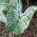 Caladium andreanumLeaf