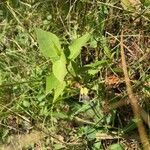 Solidago uliginosa Deilen