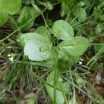 Samolus valerandi Leaf