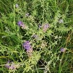 Lupinus hillii Flower