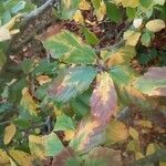 Parrotia subaequalis Hoja