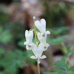 Dicentra canadensis Flor