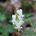 Dicentra canadensis फूल