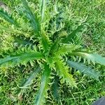 Eryngium floribundum Habitus