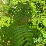 Rhus glabra Hoja