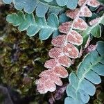 Asplenium ceterach Frucht