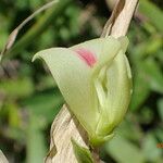 Macrotyloma axillare Flower