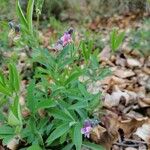 Lathyrus linifoliusപുഷ്പം