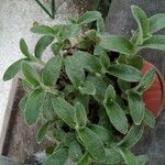 Tradescantia crassifolia Характер