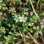 Ludwigia adscendens Blüte