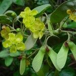 Stigmaphyllon discolor Flower