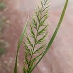 Catapodium rigidum Flower