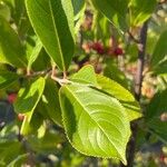 Aronia arbutifolia Feuille