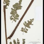 Cyathea cyatheoides Cortiza