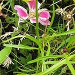 Clarkia amoena Blomma