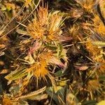 Dicoma tomentosa موطن