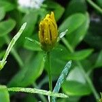 Coreopsis verticillata Kukka