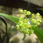 Polystachya fusiformis Flower