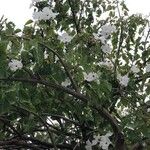 Ipomoea arborescens Kwiat