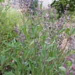 Salvia officinalis Liść