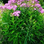 Phlox glaberrima অভ্যাস