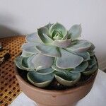 Echeveria derenbergiiЛист