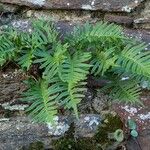 Polypodium vulgareपत्ता