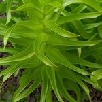 Fritillaria imperialis Hoja