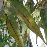 Corymbia citriodora Ліст