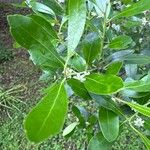 Ilex glabra Leaf
