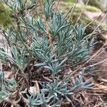 Dianthus lusitanus Leaf