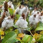 Salix arctica Cvet