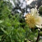 Camellia sinensis Cvet