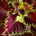 Coleus decurrensBlatt