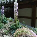 Lupinus × regalis 花