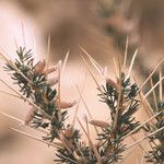 Astragalus armatus Flor