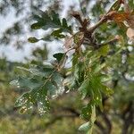 Quercus garryana Hoja