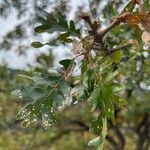 Quercus garryana Folha