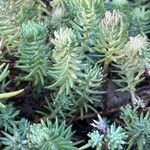 Sedum rupestre Листок