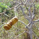 Prosopis reptans Fruit