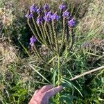 Verbena hastataLorea