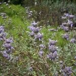 Salvia leucophylla Цветок