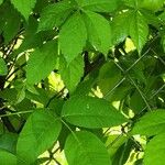 Toxicodendron radicans 葉