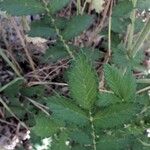 Agrimonia eupatoria Φύλλο