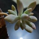 Dudleya greenei 叶